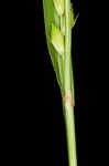 Acid-loving sedge